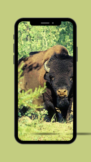 Buffalo Ringtone Screenshot 2