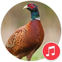 Pheasant Sounds