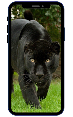 Black Panther Wallpapers Screenshot 0