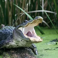Alligator sounds