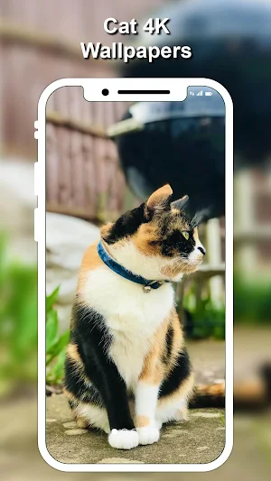 Cat & Cute Kittens Wallpapers 4K Screenshot 1