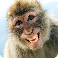 Animals Laughing Stickers