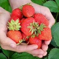 Strawberry Wallpapers