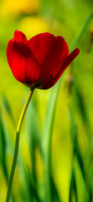 Tulip Wallpaper Screenshot 2