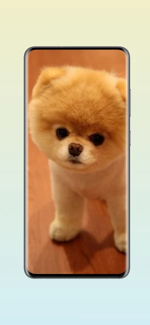 Cute Pomeranian Wallpapers Screenshot 3