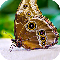 Butterfly Wallpaper 2023
