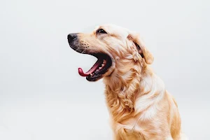 Golden retriever wallpapers Screenshot 0
