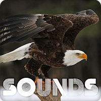 Eagle Sound Ringtones