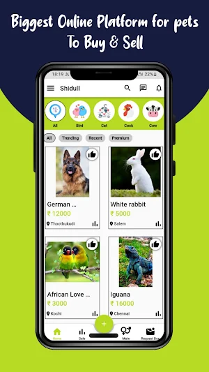 Shidull Screenshot 1