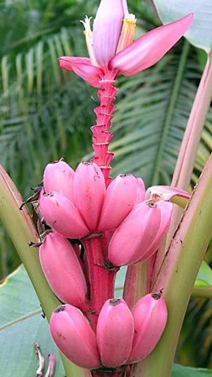 Pink Fruit Wallpaper Screenshot 2