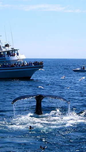 Whale Watching Wallpaper Screenshot 1
