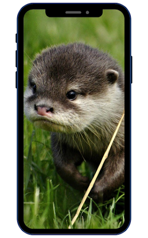 Otter Wallpapers Screenshot 0