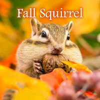 Fall Squirrel Theme