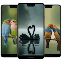 Love Birds Wallpaper
