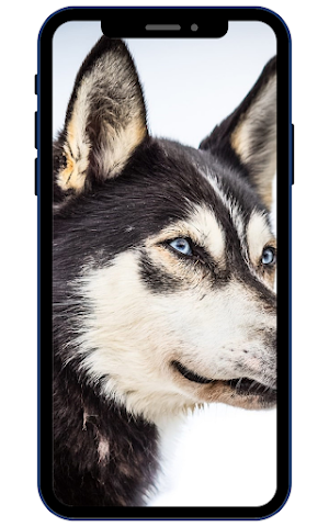 Husky Dog Wallpapers Screenshot 3