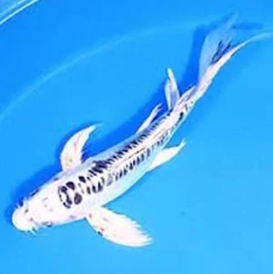 Koi Fish Screenshot 2