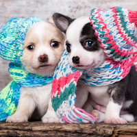 Cute Pets Wallpapers 2021 - HD