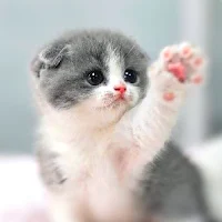 Cats wallpapers