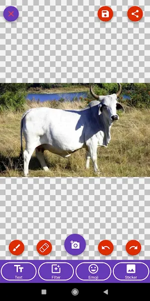 Cow, Goat Wallpapers Screenshot 3