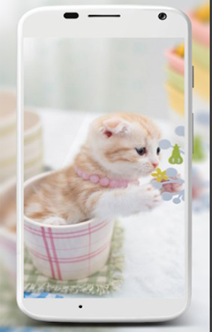 Wallpaper Animal Cute HD Screenshot 1