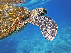 Hawaii wallpapers Screenshot 2