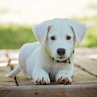 Dog Wallpaper
