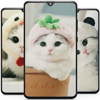 Cute Cat Wallpaper - Kitten Wallpapers