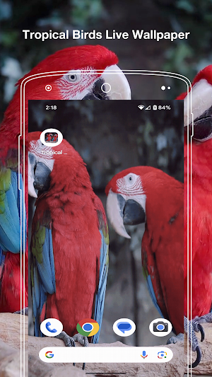 Tropical Birds Live Wallpaper Screenshot 3