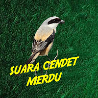 Suara Burung Cendet