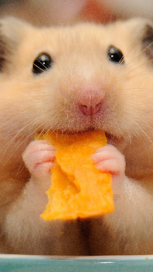 Wallpapers Hamsters Screenshot 3
