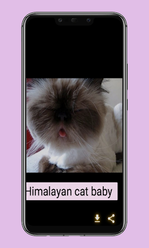 himalayan cat Screenshot 2