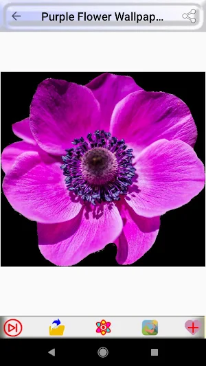 Purple Flower Wallpapers Screenshot 2