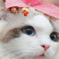 Cats Wallpapers