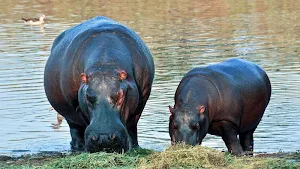 Hippopotamus wallpapers Screenshot 3