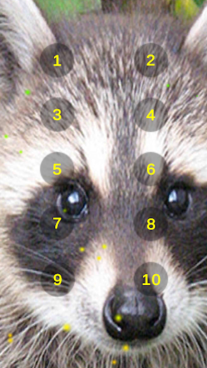 Raccoon Growl Raccoon Sounds Screenshot 2