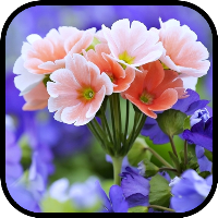Flowers Wallpapers