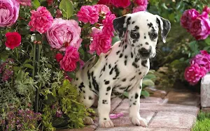 Dalmatian Dog Wallpaper HD screenshot 6