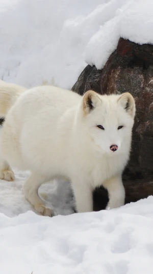 winter animal wallpaper Screenshot 0