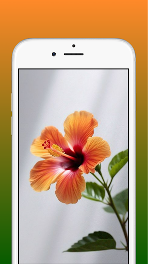 Hibiscus Flower Wallpaper HD Screenshot 3