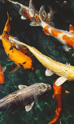 Koi Fish HD Wallpapers Screenshot 1