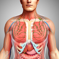 Human Anatomy Pro