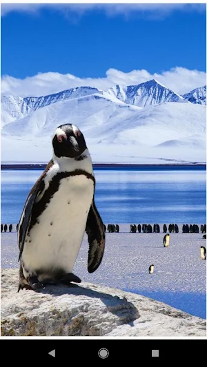 Beautiful Winter Backgrounds Screenshot 0