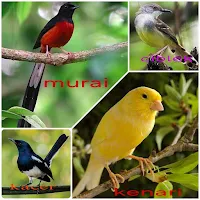 Masteran Burung Nonstop MP3