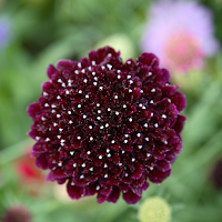 Scabiosa Wallpaper