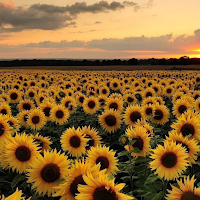 Summer Wallpapers