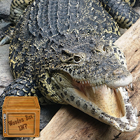 alligator wallpaper