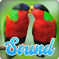 Lovebird Sounds Effect