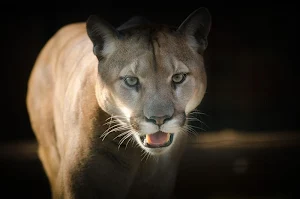Cougar wallpapers Screenshot 0