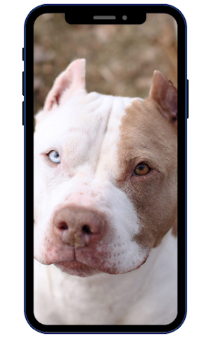 American Pitbull Screenshot 0
