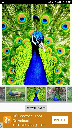 Peacock Live Wallpaper Screenshot 3